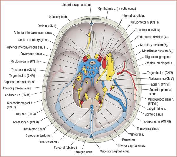 thumbs/Cranial Nerves and Vessels of Cranial Fossa.jpeg.jpg